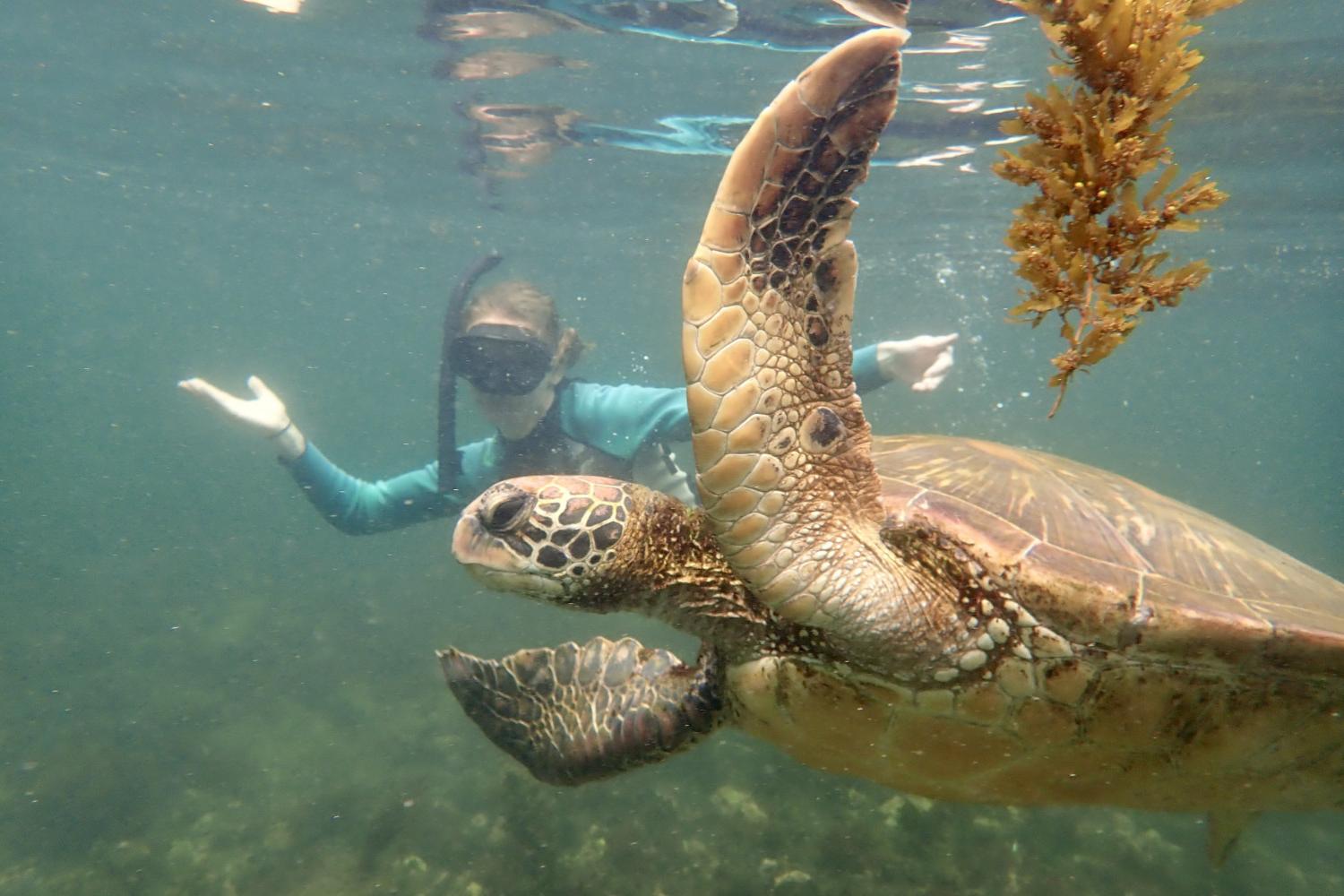 一名<a href='http://zlim.ngskmc-eis.net'>全球十大赌钱排行app</a>学生在Galápagos群岛游学途中与一只巨龟游泳.